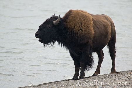 008 Amerikanischer Bison - Buffalo